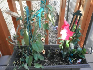 This is the planter box on the deck. My husband put a trellis up above it onto which it is hoped that they will grow. Sorry no names I seem to have lost the tags - bad gardener that I am. 